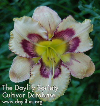 Daylily Oasis of the Desert